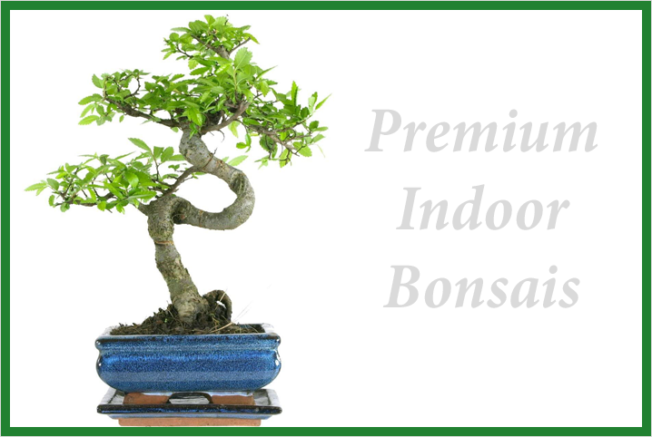 Premium Indoor Bonsais For Sale