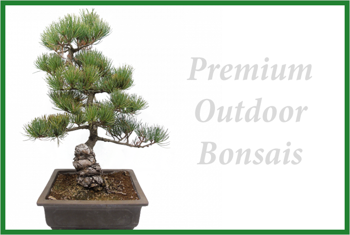 Premium Outdoor Bonsais For Sale